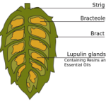 Hops brewed beers can support your oral health.