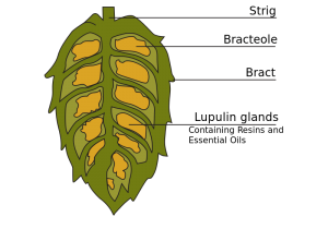 Hops brewed beers can support your oral health.